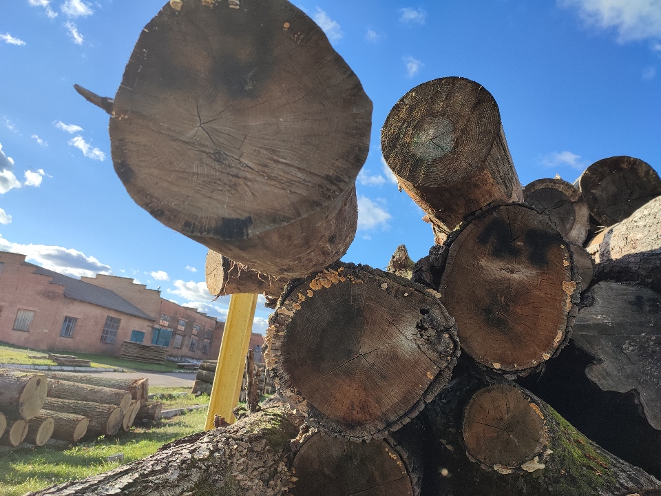 Верхівка дерева породи Дуб довжиною 50 см. та діаметром у тоншому кінці ...