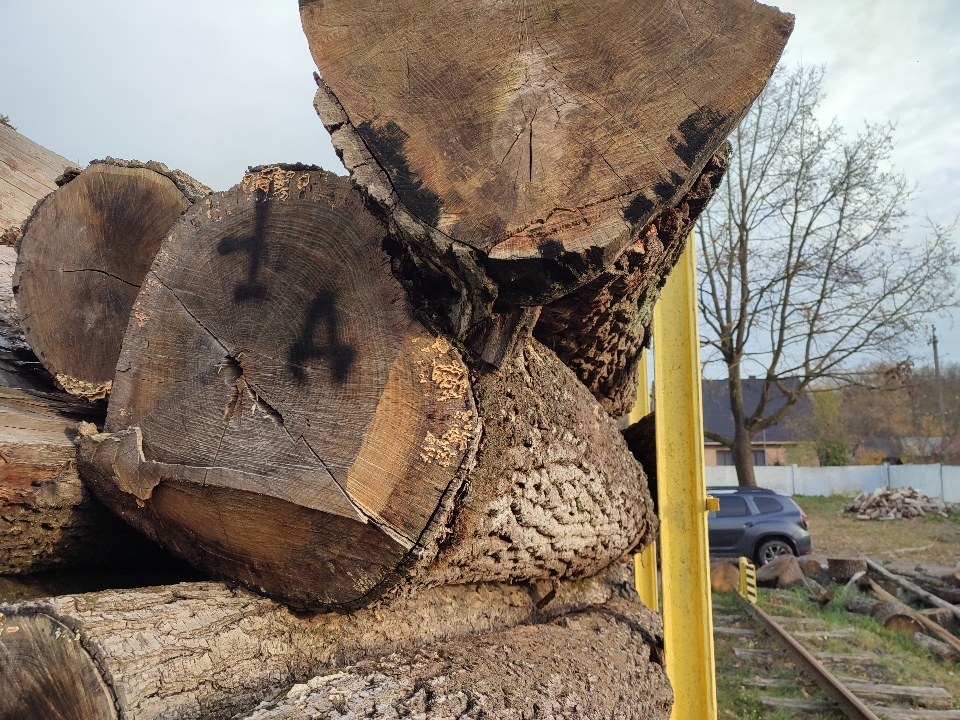 Верхівка дерева породи Дуб довжиною 50 см. та діаметром у тоншому кінці ...