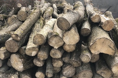 Свіжо-зрізана деревина породи ясен