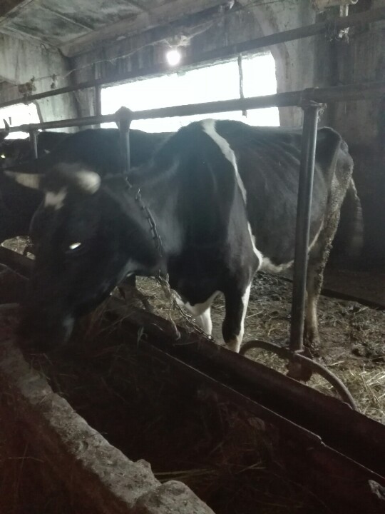 Корова, кличка Туга, ідентифікаційний номер: UA 8010792470/291
