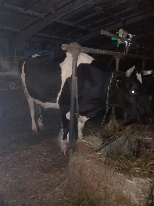 Корова, кличка Охра, ідентифікаційний номер: UA8012750373/340