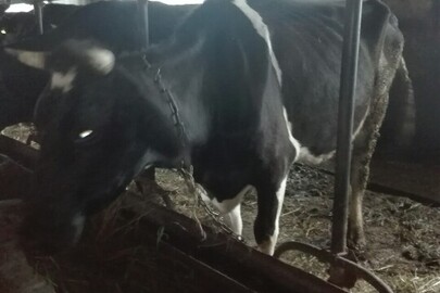 Корова, кличка Туга, ідентифікаційний номер: UA 8010792470/291
