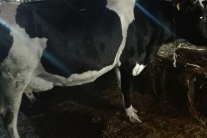 Корова, кличка Фіалка, ідентифікаційний номер: UA 8011288698/300