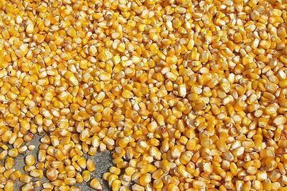 Cільськогосподарська продукція рослинного походження (зерно кукурудзи) врожаю 2020 року загальною (фізичною) вагою 51 т. 740 кг.
