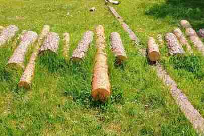 Колоди дерева породи "Сосна звичайна", у кількості 28 штук, довжиною близько 1,2 м. кожна
