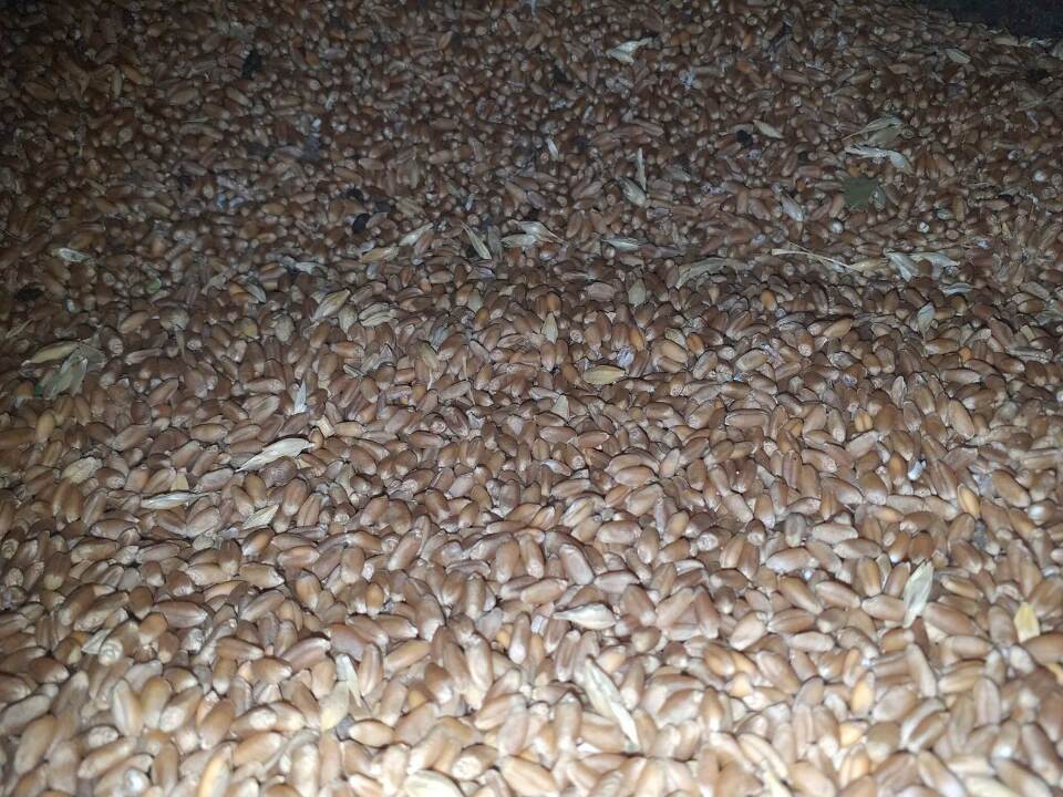 Зерно озимої пшениці 4 класу, врожаю 2019 року, в кількості 24,780 т.
