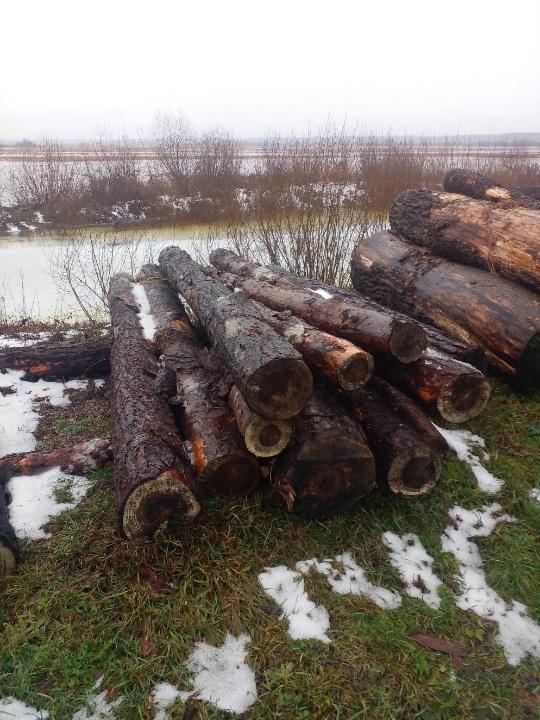 Колоди дерева сосна звичайна, у кількості 10 штук, довжиною близько 4 м. кожна