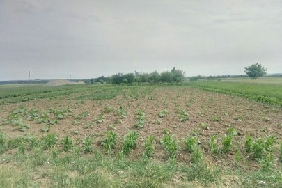 Предмет іпотеки. Земельна ділянка площею 0,2997 га, КН 7320781300:01:004:0131, за адресою: Чернівецька обл., Герцаївський р-н, с.Горбова