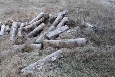 Лісодеревина породи "Бук" в кількості 2,5 складометра