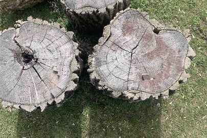 Деревина породи "акація" у кількості 8 колод 