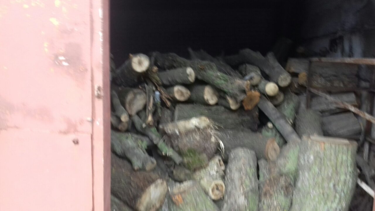 Спиляні стовбури дерев в кількості 67 штук