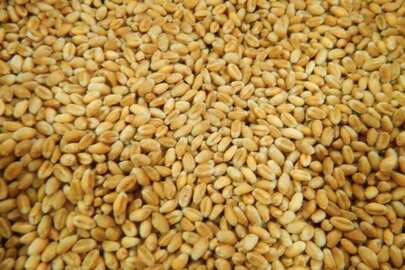 Зерно пшениці 3 класу вагою  6390кг