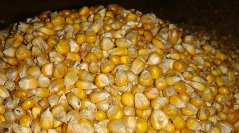 Зерно кукурудзи, рік урожаю – 2021, загальною вагою – 254860,000 кг