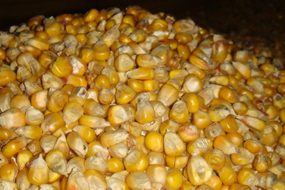 Зерно кукурудзи, рік урожаю – 2021, загальною вагою – 254860,000 кг