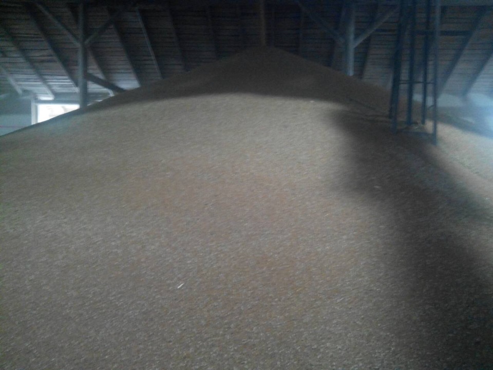 Зерно пшениці у кількості 122 т.