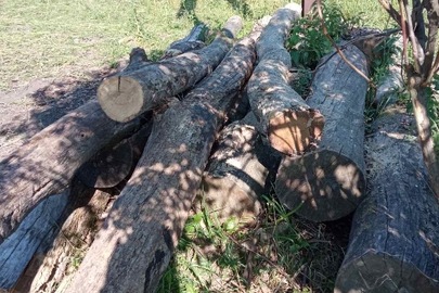Колоди дерев породи дуб звичайний об'ємом 1,37 м. куб