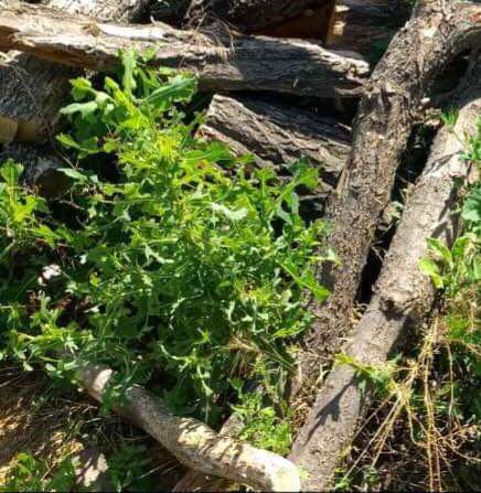 Чотири стовбури дерев породи біла акація