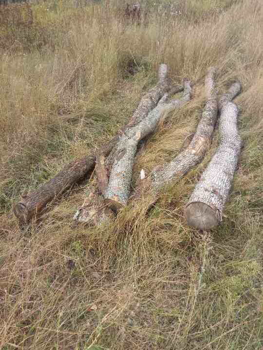 Стовбури дерева породи клена гостролистого