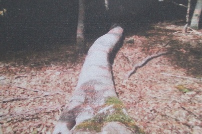Деревина породи "бук" діаметром у комлі 54 см, розпиляна на ковбички по 40 см, загальною кубомасою 2.03 м.куб.