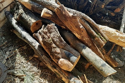 Дрова, стовбури дерев акації у кількості 16 штук