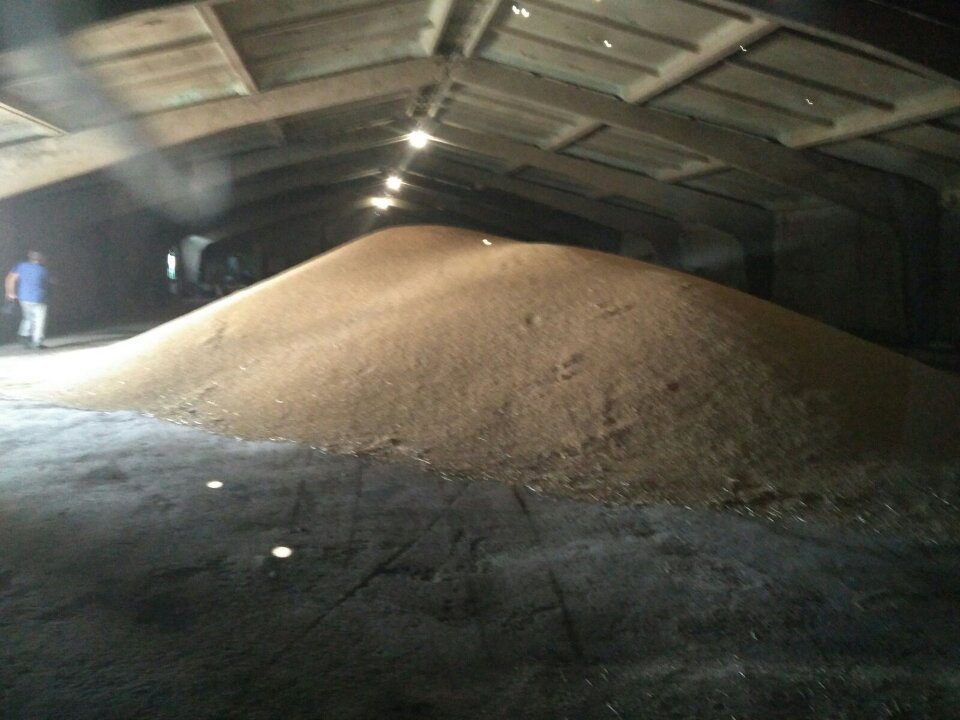 Зерно озимого ячменю загальною вагою 76590 кг