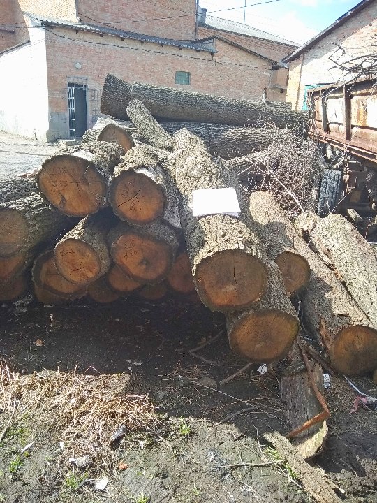 Стовбури дерев породи дуб у кількості 22 шт.