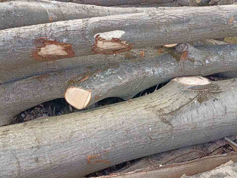  Колоди деревини породи дуб червоний, кількість 30, довжина від 130 см. до 180 см., діаметром від 14 см. до 36 см,  об'єм 1,646 метри кубічних