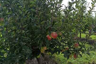 Саджанці яблунь 2013 року посадки