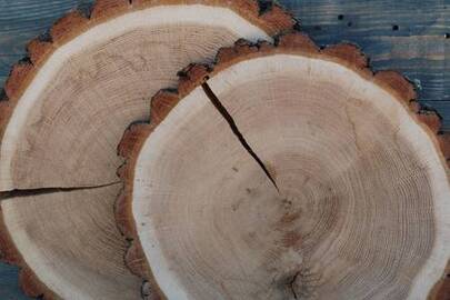 Конфіскація майна за рішенням суду: два прикореневих спили з спиляних дерев