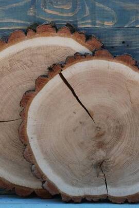 Конфіскація майна за рішенням суду: два прикореневих спили з спиляних дерев