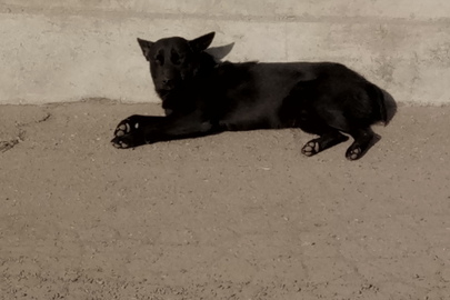 Собака не встановленої породи чорного кольору