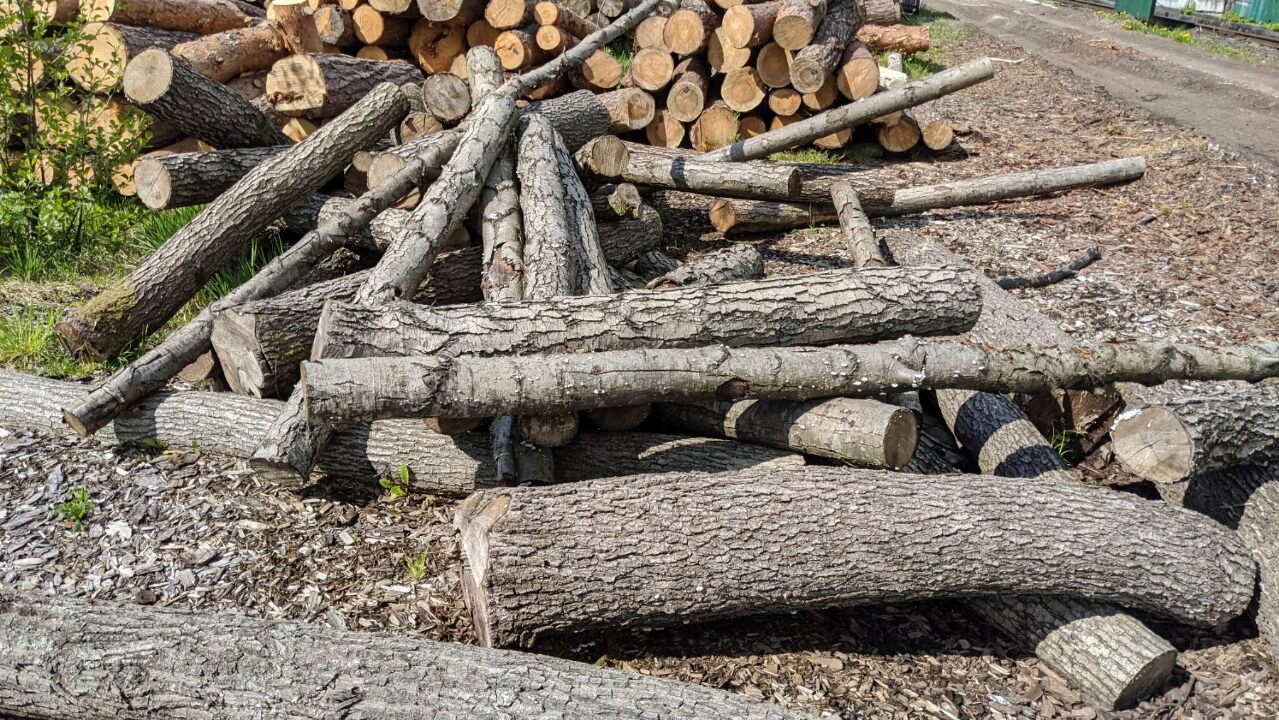 Деревина дров'яна - колоди дерев породи 
