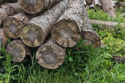 Деревина дров"яна - колоди дерев породи сосна у вигляді 2 стовбурів діаметрами 30 см, 2 стовбурів діаметрами 32 см, кожен з яких розкрижований на три частини довжиною по 4,1 м