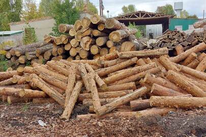 Напиляні колоди деревини, породи "Сосна", загальною кубатурою 23,94 метри кубічні