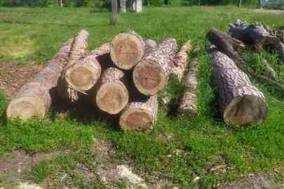 Деревина породи «Сосна» у кількості: 10 шт. колод довжиною 4,10 метра та 1 колода довжиною 4 метра