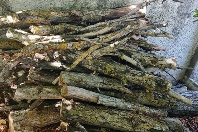 Майно конфісковане за рішенням суду: фрагменти деревини породи дерева «Горіх» у кількості 80 штук