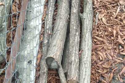 Майно конфісковане за рішенням суду: фрагменти спиляної деревини породи «акація» у кількості 6 штук