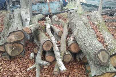 Майно конфісковане за рішенням суду: фрагменти спиляної деревини породи «Дуб» у кількості 11 штук