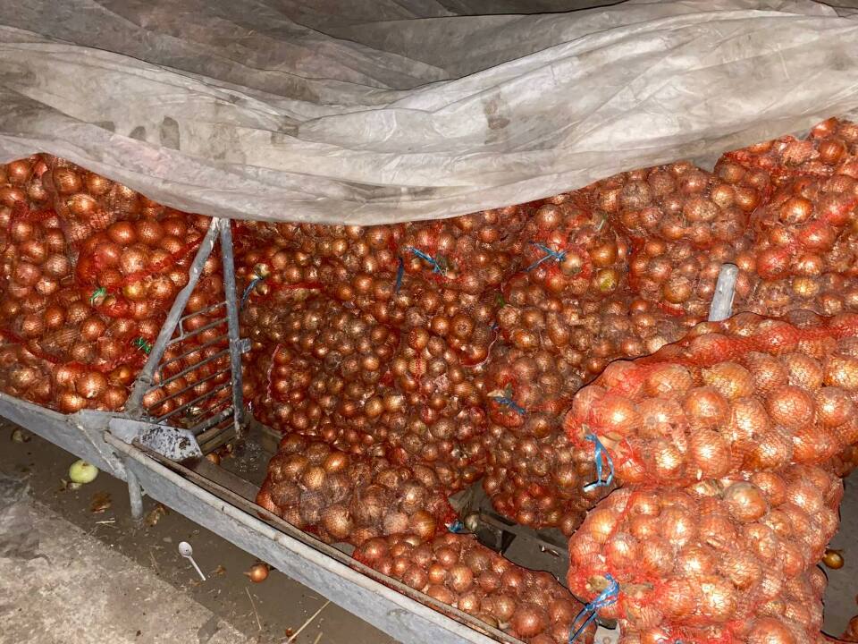 Цибуля ріпчаста, врожай 2020 року, у кількості 1 500 тон