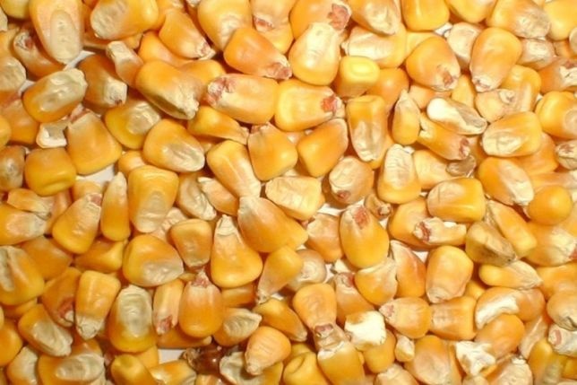 Зерно кукурудзи , вагою 476200.00 кг