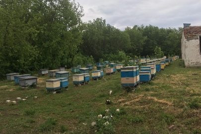 Земельна ділянка загальною площею 0,25 га., кадастровий номер  1223886000:11:001:0002 за адресою: Дніпропетровська область, Петропавлівський район, с. Василівка, вул. Кленова, 20