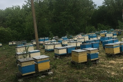 Вулики для бджіл у кількості 5 штук