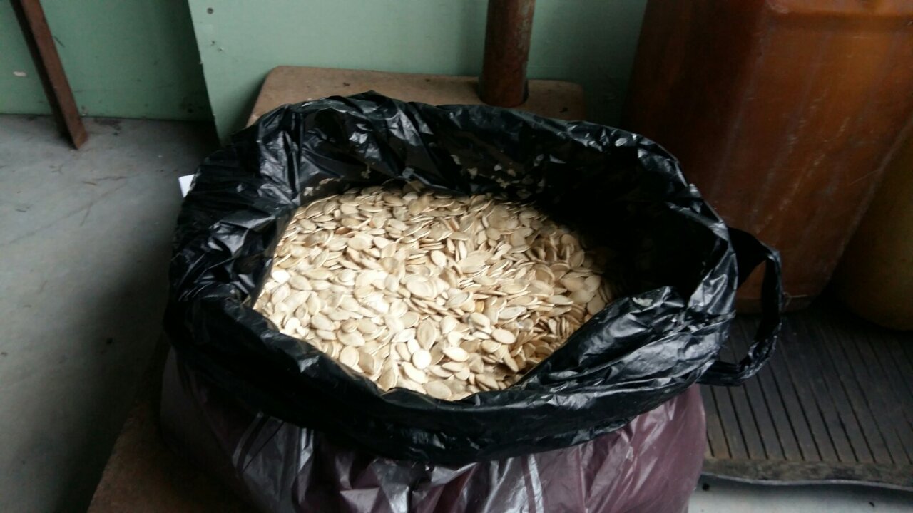 5.5 кг насіння гарбуза