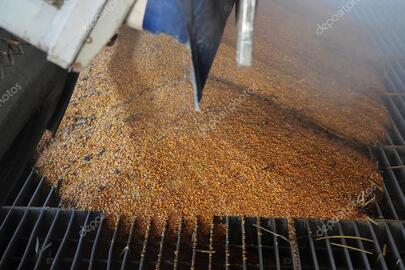 Зерно пшениці загальною масою 296540 кг