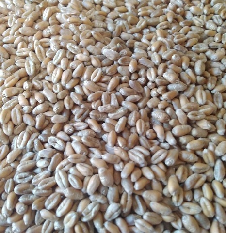 Озима пшениця 3 клас, загальною вагою 356394 кг 