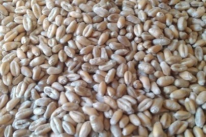 Озима пшениця 3 клас, загальною вагою 356394 кг 