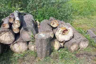 1,8 м3 деревини породи " липа ", різної довжини