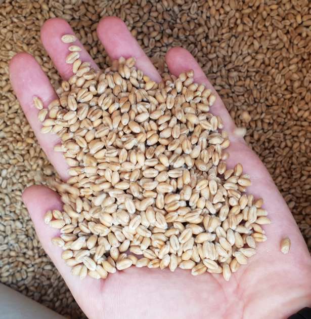 Зерно пшениці 4 класу урожаю 2023 року у кількості залікової ваги 53880 кг