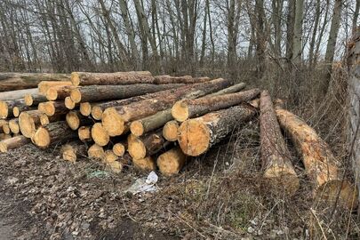 Конфісковане майно за рішенням суду: колоди сосни звичайної в загальній кількості 74 шт.