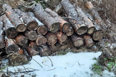 Напиляні колоди дерев різної довжини та різного діаметру в кількості 36 штук